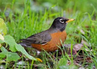 American Robin