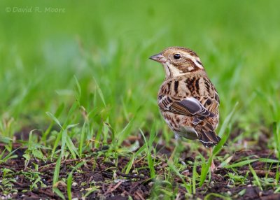 Rustic Bunting