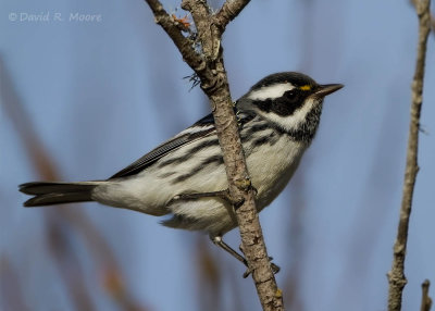 Black-throated Gray Warbler