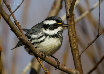 Black-throated Gray Warbler