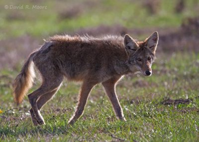 Coyote
