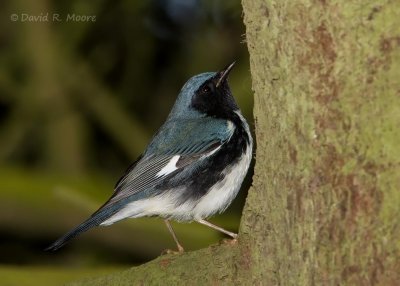 Black-throated Blue Warbler