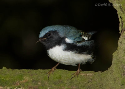 Black-throated Blue Warbler