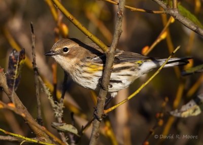 Yellow-rumped Warbler