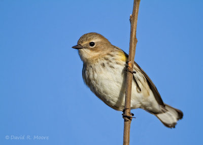 Yellow-rumped Warbler