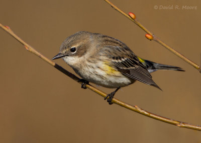 Yellow-rumped Warbler