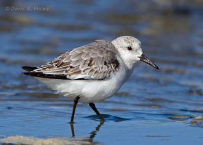 Sanderling