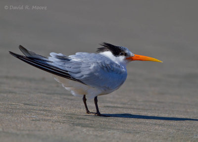 Elegant Tern