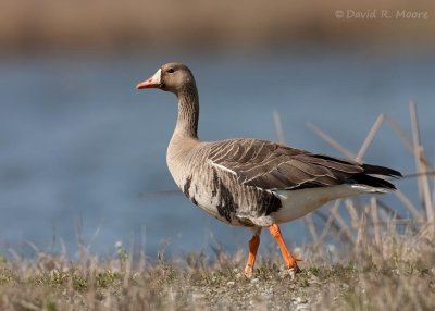 Greater White-fronted Goose