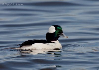 Bufflehead
