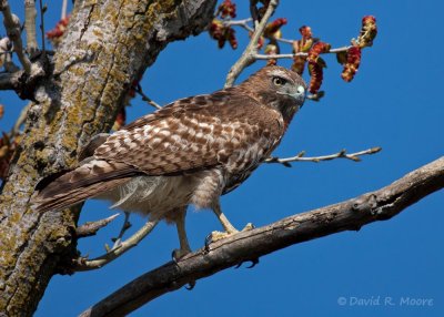 Red-tailed Hawk