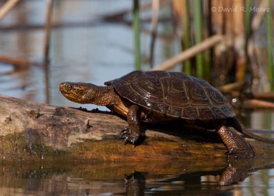 Pacific Pond Turtle