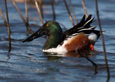 Northern Shoveler