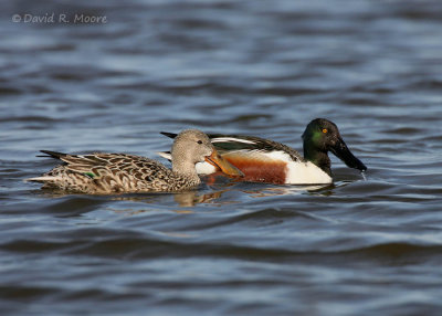 Northern Shovelers