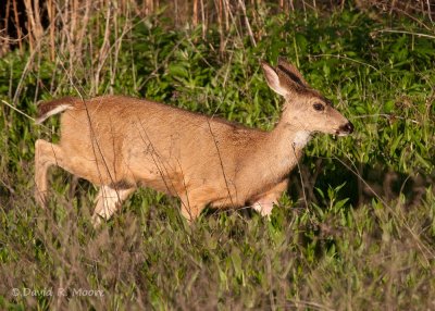 Black-tailed Deer