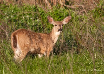 Black-tailed Deer