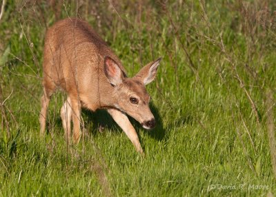 Black-tailed Deer