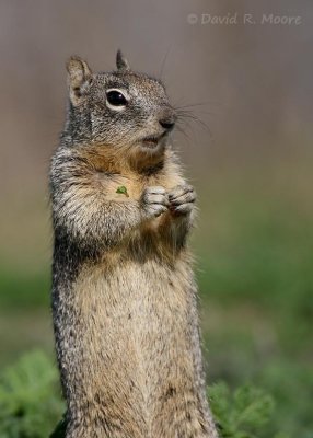 Ground Squirrel