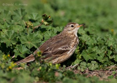 American Pipit