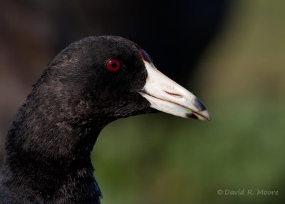 American Coot