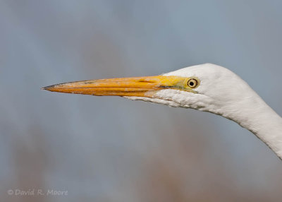 Great Egret