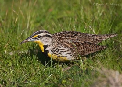 Western Meadowlark