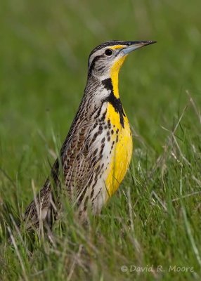 Western Meadowlark