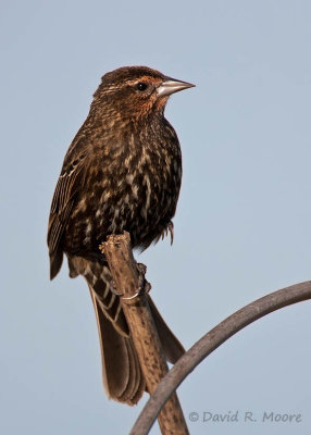 Red-winged Blackbird