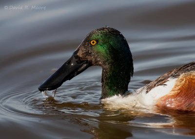 Northern Shoveler