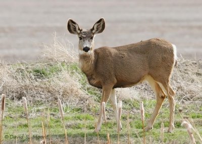 Mule Deer