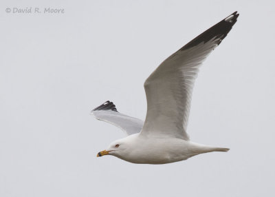 Ring-billed Gull