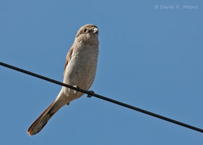 Northern Shrike
