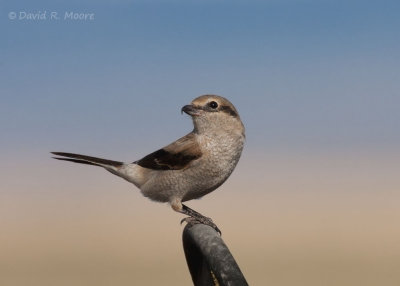 Northern Shrike