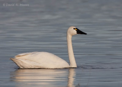 Tundra Swan