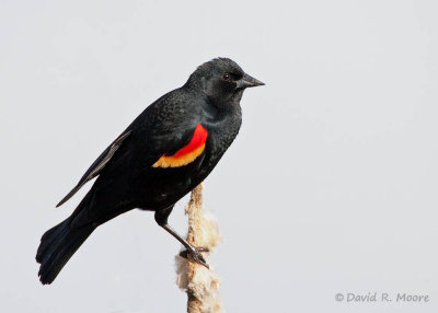 Red-winged Blackbird