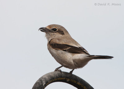Northern Shrike
