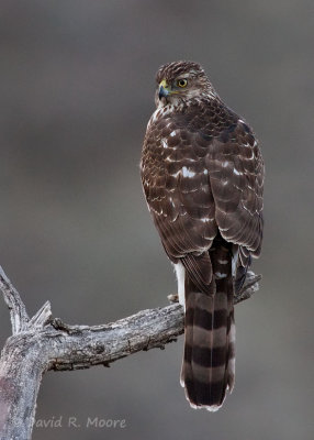 Cooper's Hawk