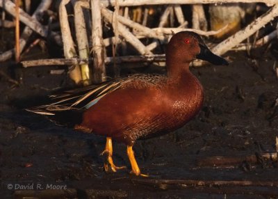 Cinnamon Teal