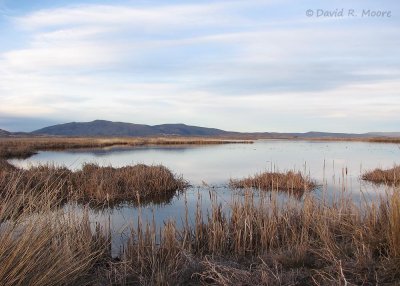 Lower Klamath marsh