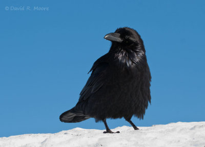 Common Raven