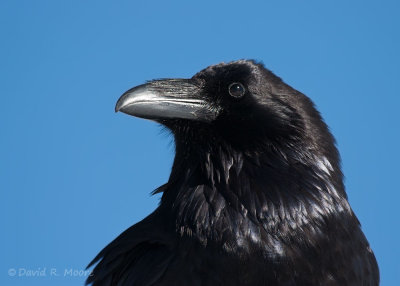 Common Raven
