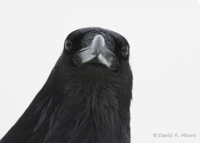 Common Raven