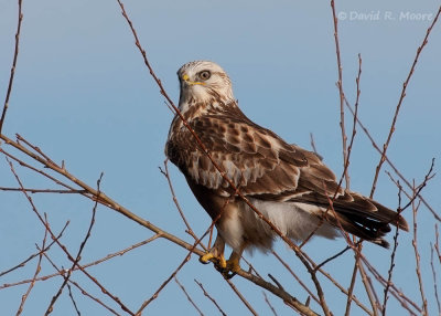 Rough-legged Hawk