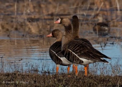 Greater White-fronted Geese