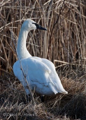 Tundra Swan