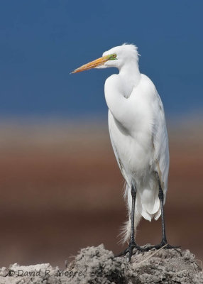 Great Egret