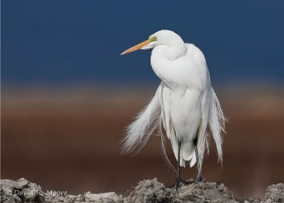 Great Egret