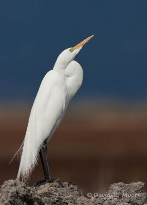 Great Egret
