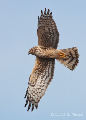 Northern Harrier