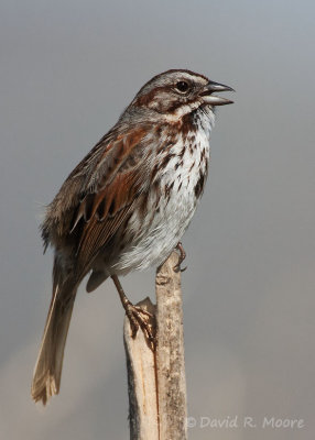 Song Sparrow